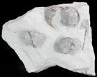 Crinoid, Trilobite, Brachiopod Fossils - Waldron Shale, Indiana #47101-1